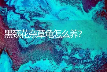 黑颈花杂草龟怎么养？