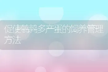 促使鹌鹑多产蛋的饲养管理方法