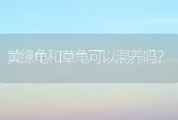 黄缘龟和草龟可以混养吗？