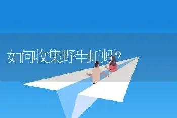 如何收集野生蚯蚓？