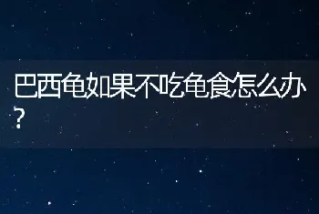 巴西龟如果不吃龟食怎么办？