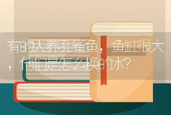 我家的血鹦鹉两眼之间有白毛，请教高手帮忙解决一下？