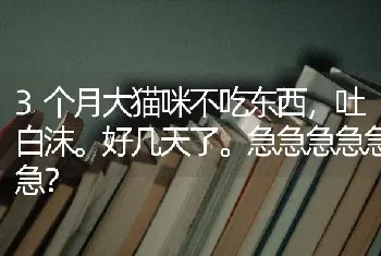 3个月大猫咪不吃东西，吐白沫。好几天了。急急急急急急？