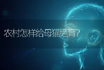 农村怎样给母猫绝育？