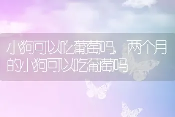 小狗可以吃葡萄吗，两个月的小狗可以吃葡萄吗