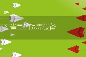 黄粉虫喂养经济动物