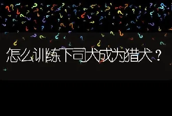 怎么训练下司犬成为猎犬？