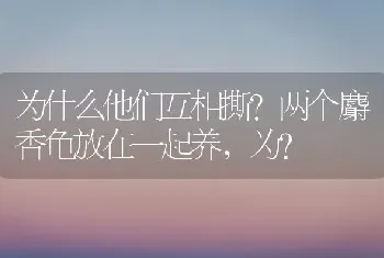 为什么他们互相撕?两个麝香龟放在一起养，为？