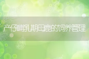 产仔哺乳期母鹿的饲养管理