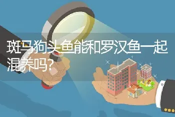 斑马狗头鱼能和罗汉鱼一起混养吗？