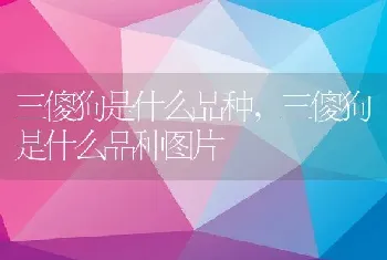 三傻狗是什么品种，三傻狗是什么品种图片