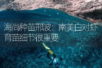 海尚种苗邢波：南美白对虾育苗细节很重要