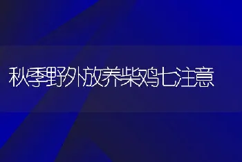 秋季野外放养柴鸡七注意