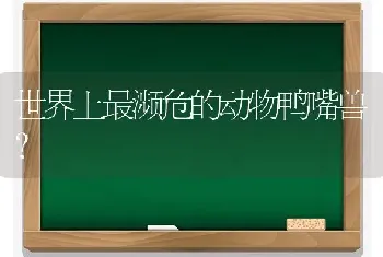 世界上最濒危的动物鸭嘴兽？