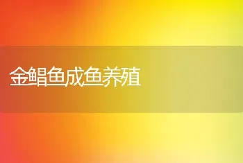 金鲳鱼成鱼养殖