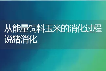 从能量饲料玉米的消化过程说猪消化