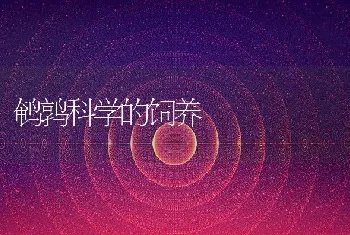 鹌鹑科学的饲养