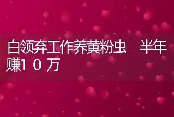 白领弃工作养黄粉虫 半年赚10万