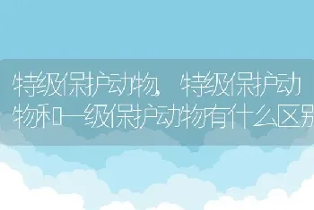 特级保护动物，特级保护动物和一级保护动物有什么区别