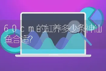 60cm的缸养多少条神仙鱼合适？