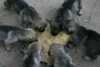 肉狗饲料的配方