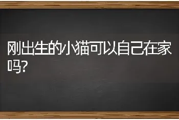 刚出生的小猫可以自己在家吗？