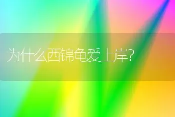 为什么西锦龟爱上岸？