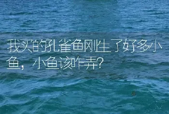 我买的孔雀鱼刚生了好多小鱼，小鱼该咋弄？