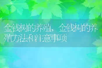 金钱树的养殖，金钱树的养殖方法和注意事项