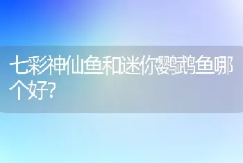 七彩神仙鱼和迷你鹦鹉鱼哪个好？