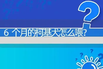 6个月的柯基犬怎么喂？