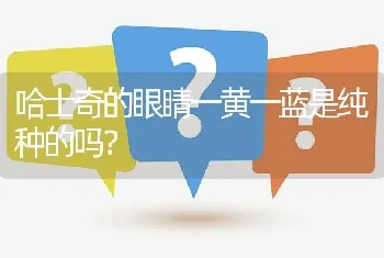 哈士奇的眼睛一黄一蓝是纯种的吗？