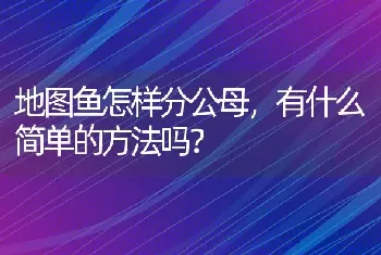 地图鱼怎样分公母，有什么简单的方法吗？