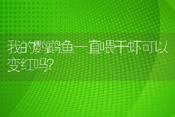 我的鹦鹉鱼一直喂干虾可以变红吗？