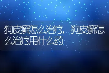 狗皮癣怎么治疗，狗皮癣怎么治疗用什么药