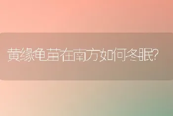 黄缘龟苗在南方如何冬眠？