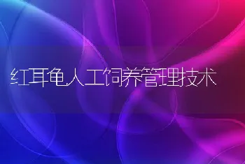 红耳龟人工饲养管理技术