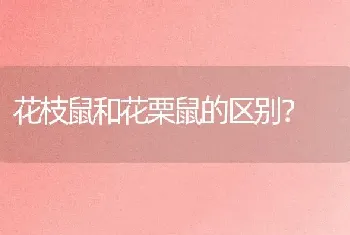 女狗狗好听的名字？