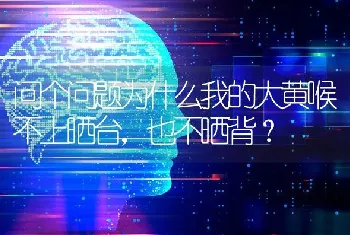 问个问题为什么我的大黄喉不上晒台，也不晒背？