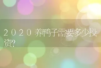 2020养鸭子需要多少投资？