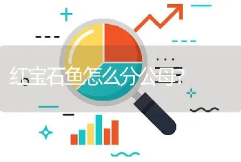 红宝石鱼怎么分公母？