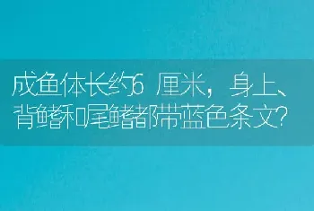 成鱼体长约6厘米，身上、背鳍和尾鳍都带蓝色条文？