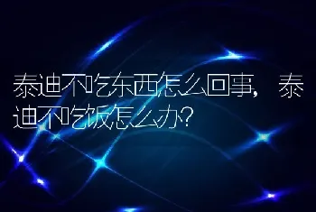 泰迪不吃东西怎么回事，泰迪不吃饭怎么办？