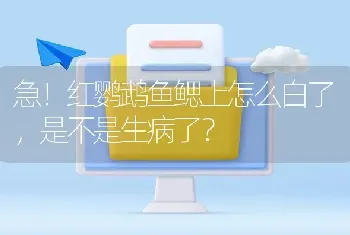 急！红鹦鹉鱼鳃上怎么白了，是不是生病了？