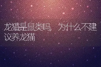 龙猫是鼠类吗，为什么不建议养龙猫