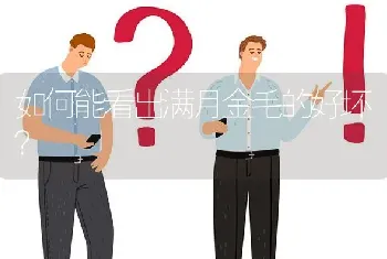 如何能看出满月金毛的好坏？