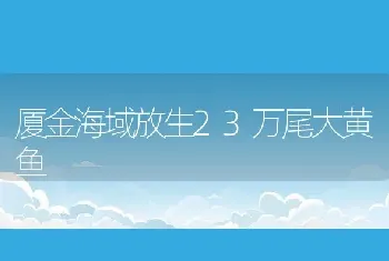 厦金海域放生23万尾大黄鱼