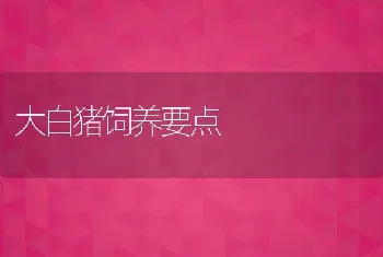 大白猪饲养要点