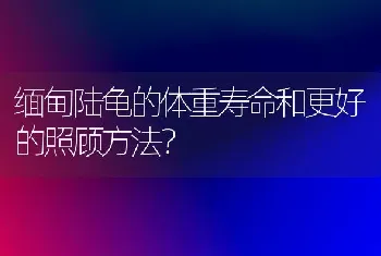 缅甸陆龟的体重寿命和更好的照顾方法？