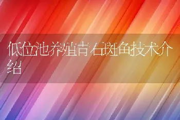 低位池养殖青石斑鱼技术介绍